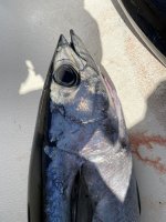 IMG_0706.jpeg