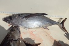 Tuna16.jpg Tuna16.jpg