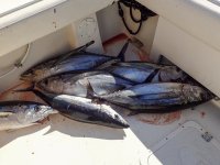 Tuna14.jpg Tuna14.jpg