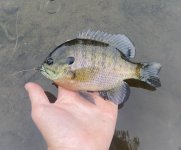 IMG_2345.jpeg