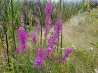 20230921_124017 Purple Loosestrife.jpg 20230921_124017 Purple Loosestrife.jpg