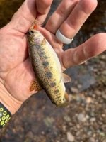IMG_1173.jpeg