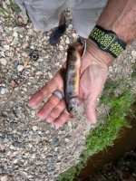 IMG_1178.jpeg