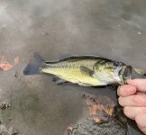 IMG_2382.jpeg