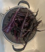 IMG_3955.jpeg