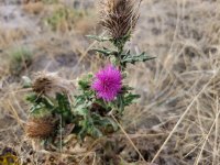 20230929_152024 Thistle.jpg 20230929_152024 Thistle.jpg