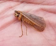 20230930_octcaddis.jpg