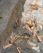20230930_flies.jpg