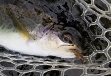 20230930_grnbrnoctcaddis.jpg
