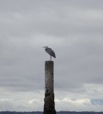 IMG_4909.jpeg IMG_4909.jpeg