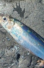 herring.jpg