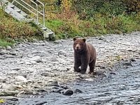 Bear on Beach.jpg