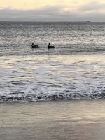 IMG_3039.jpeg IMG_3039.jpeg