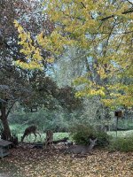 IMG_3625.jpeg