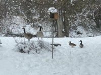 IMG_1494.jpeg IMG_1494.jpeg