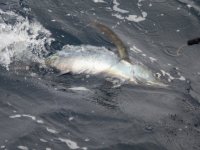 A02Albacore&GaffPA040005.jpg