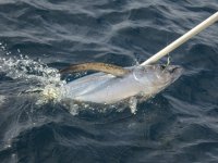 A03Albacore&GaffPA040038.jpg