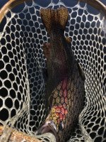 IMG_1307.jpeg