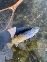 IMG_2495.jpeg