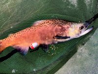 IMG_1495.jpeg IMG_1495.jpeg