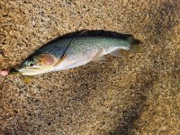 Trout 2.jpg