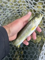 IMG_7919.jpeg