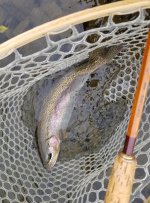20231009_rod_fish.jpg 20231009_rod_fish.jpg