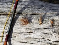 20231009_flies.jpg