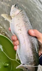 IMG_3379.jpeg