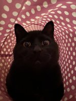 IMG_2301.jpeg