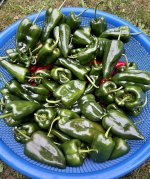 IMG_1999.jpeg
