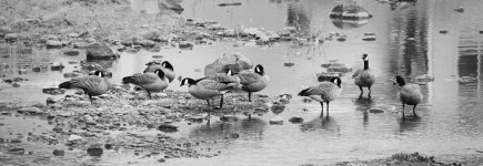 009 Cackling Geese 100923 B&W em.jpg