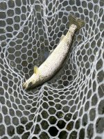 IMG_7954.jpeg