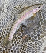 20231012_hammer_fish.jpg 20231012_hammer_fish.jpg