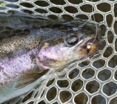 20231012_preyfish2.jpg 20231012_preyfish2.jpg