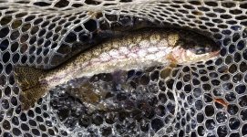 20231012_softhackle_fish.jpg 20231012_softhackle_fish.jpg