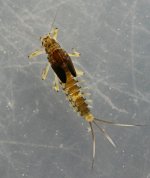 baetis alius1.jpeg