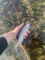 IMG_2606.jpeg