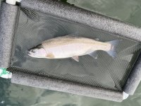 IMG_8225.jpeg