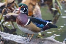 A08WoodDuckDrake5898.jpg