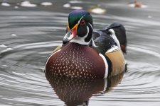 A07WoodDuckDrake5874.jpg