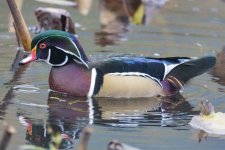A06WoodDuckDrake5795.jpg
