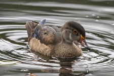 A05WoodDuckHen5879.jpg