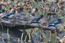 A03WoodDucksResting5800.jpg