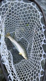 IMG_7982.jpeg
