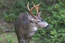 BackyardBuck5907Trim.jpg