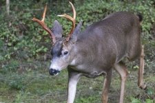 IBackyardBuck5915Trim.jpg