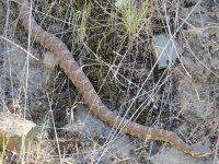 Rattler.jpg