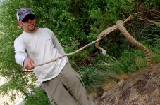 Randy rattlesnake DB.jpg Randy rattlesnake DB.jpg
