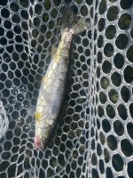 IMG_2640.jpeg